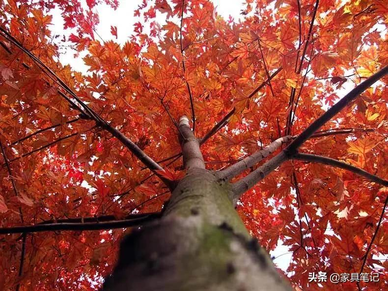 红橡木的全球出口趋势 红橡木的全球出口趋势